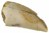 Serrated, Raptor Tooth - Real Dinosaur Tooth #275111-1
